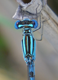 Big Bluet